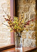 HAMAMELIS ANNE  COOMBE WOOD  JAPONICA VAR MEGALOPHYLLA  ANGELLY  APHRODITE  GINGERBREAD  GLOWING EMBERS  RUBIN  FOXY LADY  MAGIC FIRE  IN GLASS VASE ON WINDOWSILL