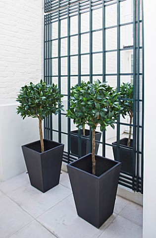 DESIGNER_JANE_CHURCHILL__BAY_TREES_IN_CONTAINERS_FROM_OKA_IN_A_SMALL_COURTYARD_OUTSIDE_THE_LIBRARY__