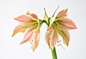 CLOSE UP OF THE FLOWER OF AMARYLLIS HIPPEASTRUM EXOTIC STAR. BULB  CHRISTMAS