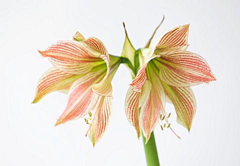 CLOSE_UP_OF_THE_FLOWER_OF_AMARYLLIS_HIPPEASTRUM_EXOTIC_STAR_BULB__CHRISTMAS