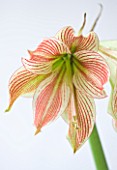 CLOSE UP OF THE FLOWER OF AMARYLLIS HIPPEASTRUM EXOTIC STAR. BULB  CHRISTMAS