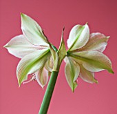 CLOSE UP OF THE BACK OF THE FLOWER OF AMARYLLIS HIPPEASTRUM EXOTIC STAR. BULB  CHRISTMAS