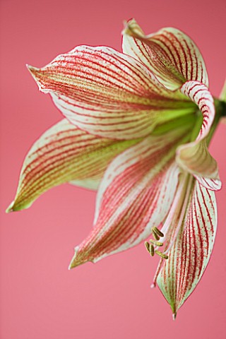 CLOSE_UP_OF_THE_FLOWER_OF_AMARYLLIS_HIPPEASTRUM_EXOTIC_STAR_BULB__CHRISTMAS
