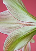 CLOSE UP OF THE BACK OF THE FLOWER OF AMARYLLIS HIPPEASTRUM EXOTIC STAR. BULB  CHRISTMAS