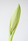 CLOSE UP OF THE EMERGING BUD OF THE FLOWER OF AMARYLLIS HIPPEASTRUM EXOTIC STAR. BULB  CHRISTMAS