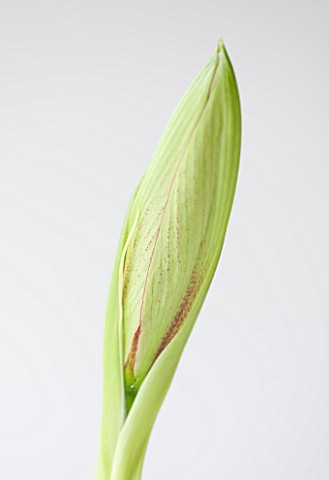CLOSE_UP_OF_THE_EMERGING_BUD_OF_THE_FLOWER_OF_AMARYLLIS_HIPPEASTRUM_EXOTIC_STAR_BULB__CHRISTMAS