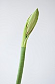 CLOSE UP OF THE EMERGING BUD OF THE FLOWER OF AMARYLLIS HIPPEASTRUM EXOTIC STAR. BULB  CHRISTMAS