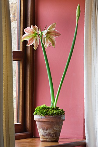 AMARYLLIS_HIPPEASTRUM_EXOTIC_STAR_IN_TERRACOTTA_CONTAINER_ON_WINDOWSILL__BULB__CHRISTMAS