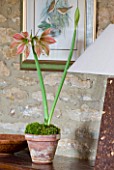 AMARYLLIS HIPPEASTRUM EXOTIC STAR IN TERRACOTTA CONTAINER.  BULB  CHRISTMAS