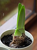 EARLY GREEN SHOOTS EMERGING FROM AMARYLLIS HIPPEASTRUM BLACK PEARL.  BULB  CHRISTMAS