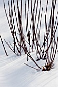 CORNUS ALBA KESSELRINGII IN SNOW. PURPLE - BARKED DOGWOOD. SHRUB  WINTER. BLACK