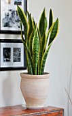 DESIGNER CLARE MATTHEWS - HOUSEPLANT PROJECT - TERRACOTTA CONTAINER ON SIDEBOARD PLANTED WITH MOTHER-IN-LAWS TONGUE - SANSEVERIA TRIFOLIATE