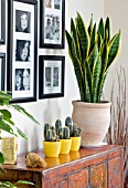 DESIGNER CLARE MATTHEWS - HOUSEPLANT PROJECT - TERRACOTTA CONTAINER ON SIDEBOARD PLANTED WITH MOTHER-IN-LAWS TONGUE - SANSEVERIA TRIFOLIATE. THREE YELLOW CONTAINERS WITH CACTI