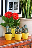 DESIGNER CLARE MATTHEWS - HOUSEPLANT PROJECT - TERRACOTTA CONTAINER ON SIDEBOARD PLANTED WITH MOTHER-IN-LAWS TONGUE - YELLOW CONTAINERS WITH CACTI AND RED GERBERA