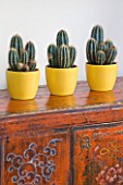 DESIGNER CLARE MATTHEWS - HOUSEPLANT PROJECT - YELLOW CONTAINERS WITH CACTI ON SIDEBOARD