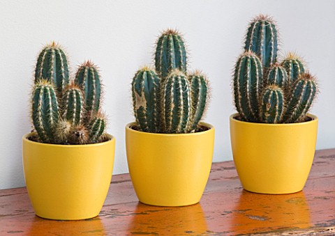 DESIGNER_CLARE_MATTHEWS__HOUSEPLANT_PROJECT__YELLOW_CONTAINERS_WITH_CACTI_ON_SIDEBOARD