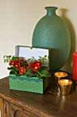 DESIGNER CLARE MATTHEWS - HOUSEPLANT PROJECT - RECYCLED GREEN LINED GIFT BOX CONTAINER PLANTED WITH PRIMULAS