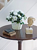 DESIGNER CLARE MATTHEWS - HOUSEPLANT PROJECT - WHITE AZALEA IN A WICKER CONTAINER ON A TABLE IN HALLWAY