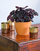 DESIGNER CLARE MATTHEWS - HOUSEPLANT PROJECT - DARK LEAVES OF A PEPEROMIA IN AN ORANGE CONTAINER