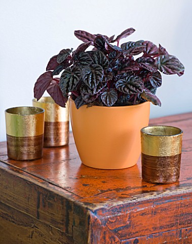 DESIGNER_CLARE_MATTHEWS__HOUSEPLANT_PROJECT__DARK_LEAVES_OF_A_PEPEROMIA_IN_AN_ORANGE_CONTAINER