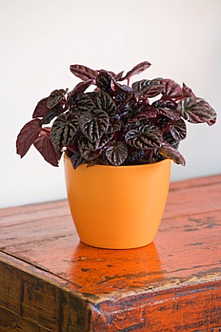 DESIGNER_CLARE_MATTHEWS__HOUSEPLANT_PROJECT__DARK_LEAVES_OF_A_PEPEROMIA_IN_AN_ORANGE_CONTAINER