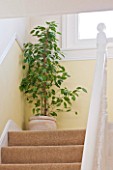 DESIGNER CLARE MATTHEWS - HOUSEPLANT PROJECT - TERRACOTTA CONTAINER PLANTED WITH WEEPING FIG - FICUS BENJAMINA STARLIGHT - ON STAIRS