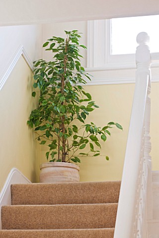 DESIGNER_CLARE_MATTHEWS__HOUSEPLANT_PROJECT__TERRACOTTA_CONTAINER_PLANTED_WITH_WEEPING_FIG__FICUS_BE