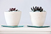 DESIGNER CLARE MATTHEWS - HOUSEPLANT PROJECT - WHITE CONTAINERS PLANTED WITH SUCCULENTS MULCHED WITH SHARDS OF RECYCLED GLASS