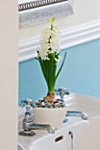 DESIGNER CLARE MATTHEWS - HOUSEPLANT PROJECT - WHITE CONTAINER WITH WHITE HYACINTH IN BATHROOM