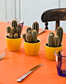 DESIGNER CLARE MATTHEWS - HOUSEPLANT PROJECT - TABLE WITH ORANGE TABLECLOTH AND YELLOW CONTAINERS PLANTED WITH CACTI