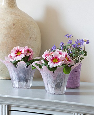 DESIGNER_CLARE_MATTHEWS__HOUSEPLANT_PROJECT__PURPLE_CONTAINER_WITH_ANEMONE_BLANDA_AND_PALE_PINK_GLAS