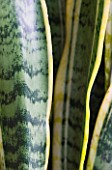 DESIGNER CLARE MATTHEWS - HOUSEPLANT PROJECT - CLOSE UP OF THE LEAVES OF MOTHER-IN-LAWS TONGUE - SNAKE PLANT  SNAKESKIN PLANT - SANSEVIERIA