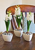 DESIGNER CLARE MATTHEWS - HOUSEPLANT PROJECT - WHITE CONTAINERS PLANTED WITH WHITE HYACINTHS ON SIDEBOARD IN LIVING ROOM