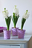 DESIGNER CLARE MATTHEWS - HOUSEPLANT PROJECT - PURPLE WOVEN BASKET CONTAINERS PLANTED WITH WHITE HYACINTHS