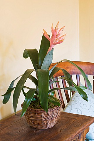 DESIGNER_CLARE_MATTHEWS__HOUSEPLANT_PROJECT__WICKER_CONTAINER_BASKET_PLANTED_WITH_AECHMEA_ON_SIDEBOA