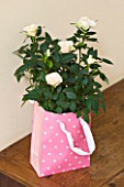 DESIGNER CLARE MATTHEWS - HOUSEPLANT PROJECT - PINK CONTAINER/ BAG PLANTED WITH A WHITE MINIATURE ROSE ON SIDEBOARD IN LIVING ROOM