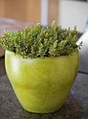 DESIGNER CLARE MATTHEWS - HOUSEPLANT PROJECT - GREEN CONTAINER PLANTED WITH A VARIEGATED THYME  IN KITCHEN. SCENT  HERB