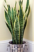 DESIGNER CLARE MATTHEWS - HOUSEPLANT PROJECT - CHAMPAGNE BUCKET CONTAINER PLANTED WITH MOTHER-IN-LAWS TONGUE - SNAKE PLANT - TOXIC