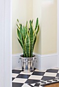 DESIGNER CLARE MATTHEWS - HOUSEPLANT PROJECT - CHAMPAGNE BUCKET CONTAINER PLANTED WITH MOTHER-IN-LAWS TONGUE - SNAKE PLANT - IN HALLWAY. TOXIC