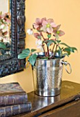DESIGNER CLARE MATTHEWS - HOUSEPLANT PROJECT - METAL ICE BUCKET CONTAINER ON SIDEBOARD PLANTED WITH A HELLEBORE