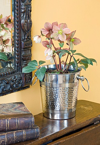DESIGNER_CLARE_MATTHEWS__HOUSEPLANT_PROJECT__METAL_ICE_BUCKET_CONTAINER_ON_SIDEBOARD_PLANTED_WITH_A_