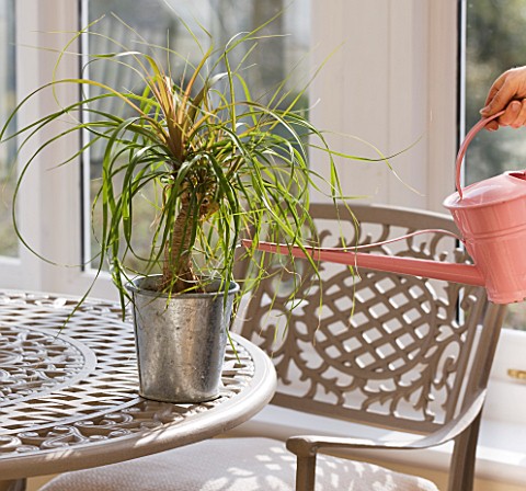 DESIGNER__CLARE_MATTHEWS_HOUSEPLANT_PROJECT__WATERING_PLANT_WITH_WATERING_CAN