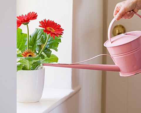 DESIGNER__CLARE_MATTHEWS_HOUSEPLANT_PROJECT__WATERING_PLANT_WITH_WATERING_CAN