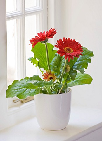 DESIGNER__CLARE_MATTHEWS_HOUSEPLANT_PROJECT__RED_GERBERA_IN_WHITE_CONTAINER
