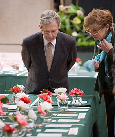 JUDGES_LOOKING_AT_CAMELLIAS_AT_THE_RHS_CAMELLIA_SHOW_IN_VINCENT_SQUARE__LONDON