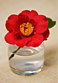 CAMELLIA DR BURNSIDE IN A GLASS - STYLING BY JACKY HOBBS