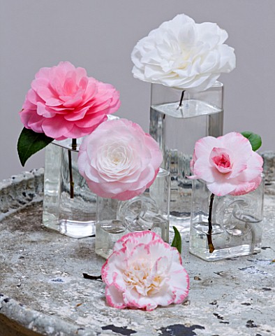 CAMELLIAS_IN_GLASS_VASES__CAMELLIA_TAMMIA__WATER_LILY__DESIRE__MARGARET_DAVIS_AND_NUCCIOS_GEM___STYL