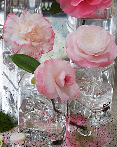 CAMELLIAS_IN_GLASS_VASES__CAMELLIA_TAMMIA__WATER_LILY__MARGARET_DAVIS_AND_DESIRE___STYLING_BY_JACKY_