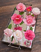 CAMELLIAS IN A MIRRORED TRAY  - STYLING BY JACKY HOBBS - CAMELLIA WATERLILY  DESIRE  ST EWE  BALLET QUEEN  DONATION  DEBBIE  MARGARET DAVIS  TAMMIA
