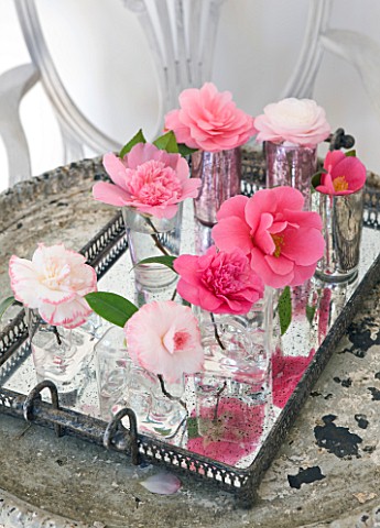 CAMELLIAS_IN_A_MIRRORED_TRAY___STYLING_BY_JACKY_HOBBS__CAMELLIA_WATERLILY__DESIRE__ST_EWE__BALLET_QU